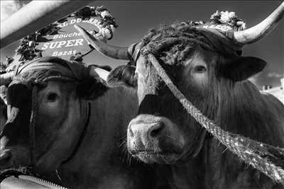 photo n°16 du photographe Stéphane - Libourne