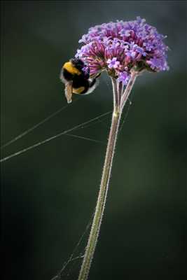 photo prise par le photographe Eric à Lagny-sur-marne