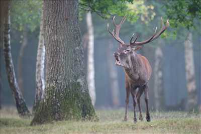 photo prise par le photographe Louis à Chaville