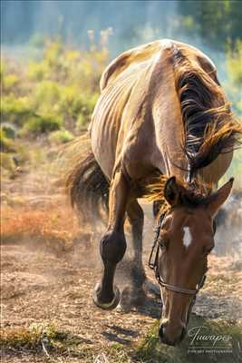 photo n°6 du photographe Julien - Arcachon