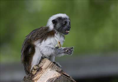 photo n°1 de Arnaud photographe à Saint-germain-en-laye