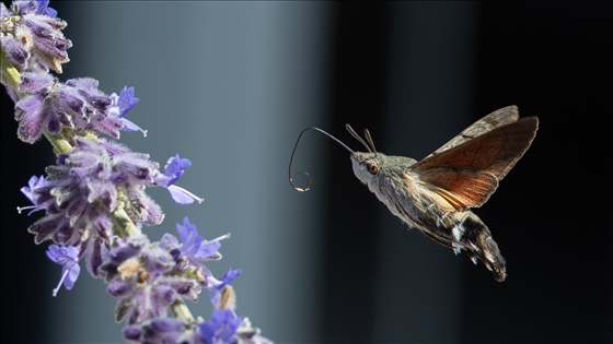 photo n°15 du photographe Arnaud - Toulouse
