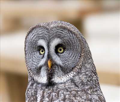 photo n°2 du photographe Arnaud - Saint-germain-en-laye