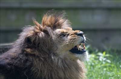 photo n°3 - shooting photo - Arnaud à Saint-germain-en-laye