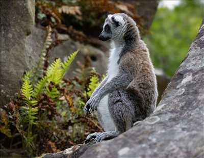 photo n°9 du photographe Arnaud - Saint-germain-en-laye