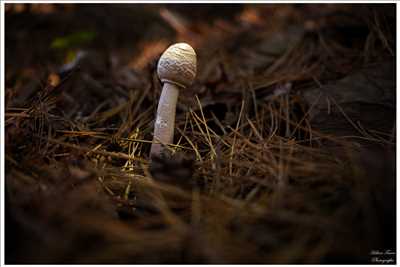 Photo n°29 réalisée par HELENE