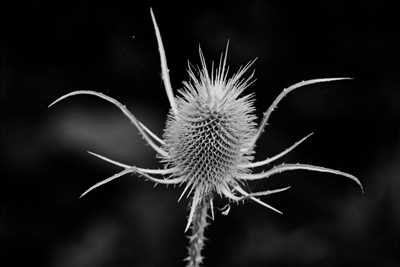 photo n°15 de Mélanie photographe à La flèche